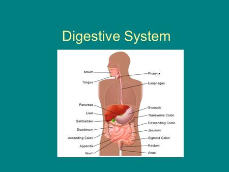 Digestive System. The Digestive System At this station, you will: Compare mechanical and chemical digestion. Learn the parts of the digestive system.