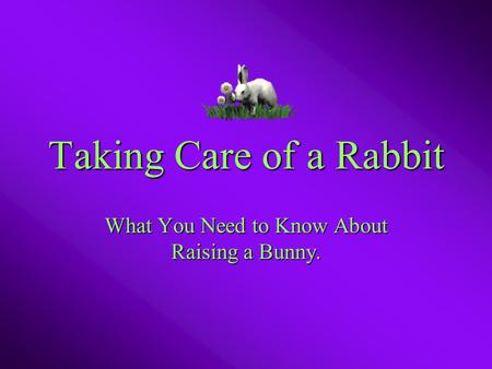 Taking Care of a Rabbit What You Need to Know About Raising a Bunny.