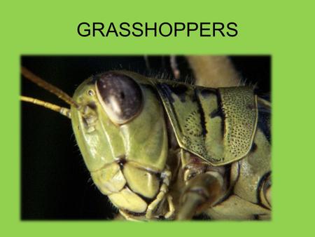GRASSHOPPERS. What are they? Grasshoppers are insects.