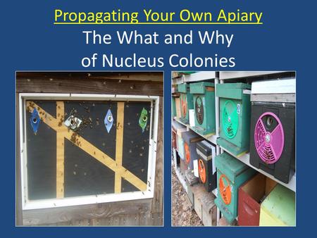 Propagating Your Own Apiary The What and Why of Nucleus Colonies.