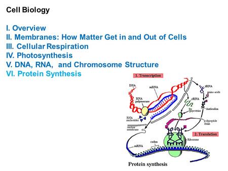 Cell Biology I. Overview II. Membranes: How Matter Get in and Out of Cells III. Cellular Respiration IV. Photosynthesis V. DNA, RNA, and Chromosome Structure.