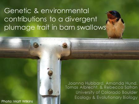 Genetic & environmental contributions to a divergent plumage trait in barn swallows Joanna Hubbard, Amanda Hund, Tomas Albrecht, & Rebecca Safran University.