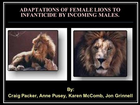 ADAPTATIONS OF FEMALE LIONS TO INFANTICIDE BY INCOMING MALES. By: Craig Packer, Anne Pusey, Karen McComb, Jon Grinnell.