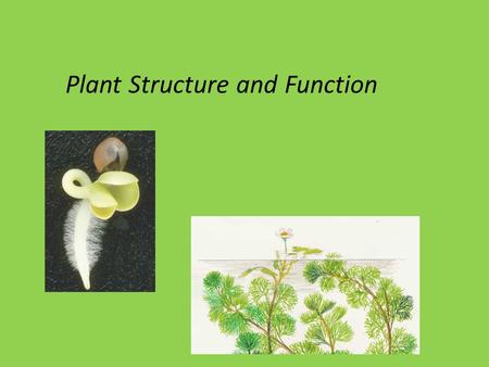 Plant Structure and Function