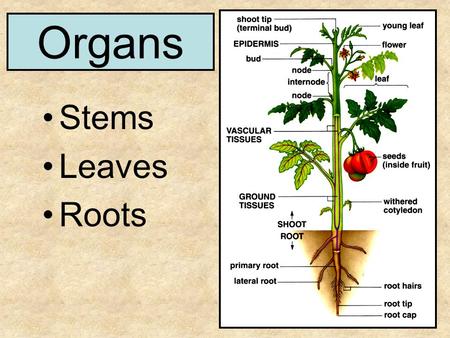 Organs Stems Leaves Roots. Variation in Leaves Number of leaflets Venation Pattern of attachment on stem.