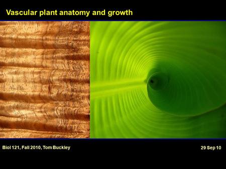 Vascular plant anatomy and growth Biol 121, Fall 2010, Tom Buckley 29 Sep 10.