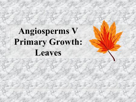 Angiosperms V Primary Growth: Leaves. Leaf Morphology n Leaves are arranged on stems in either an opposite, alternate, or whorled pattern n This arrangement.