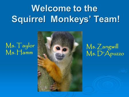 Welcome to the Squirrel Monkeys’ Team! Ms. Zangwill Ms. D’Apuzzo Ms. Taylor Ms. Hamm.