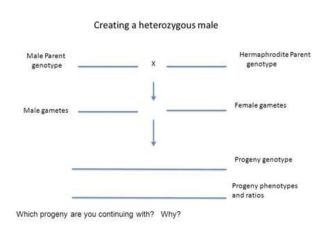 Creating a heterozygous male Hermaphrodite Parent genotype Male Parent genotype X Male gametes Female gametes Progeny genotype Which progeny are you continuing.