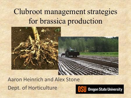 Clubroot management strategies for brassica production Aaron Heinrich and Alex Stone Dept. of Horticulture.