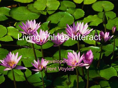 Living Things Interact Developed by Trent Voyles.