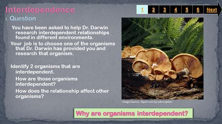 You have been asked to help Dr. Darwin research interdependent relationships found in different environments. Your job is to choose one of the organisms.