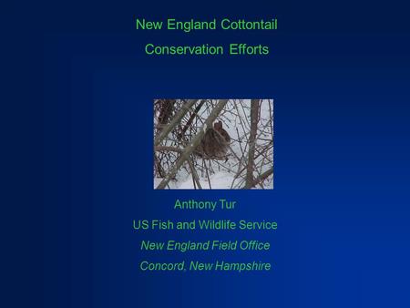 New England Cottontail Conservation Efforts Anthony Tur US Fish and Wildlife Service New England Field Office Concord, New Hampshire.