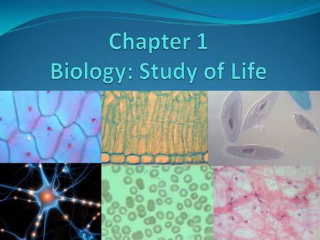 Properties/Characteristics of living things (LT) 1. Cellular organization - made of 1 or more cells 2. Reproduction - able to reproduce 3. Metabolism.