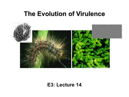 The Evolution of Virulence E3: Lecture 14. What is Virulence? Most generally, virulence is defined as a pathogen’s ability to do damage to its host. Such.