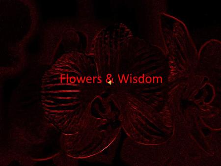 Flowers & Wisdom The wise man, even when he holds his tongue, says more than the fool when he speaks. Yiddish Proverb.