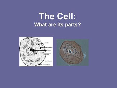 The Cell: What are its parts?. NUCLEUS Controls all the chemical reactions that happen in the cell. Contains the cell’s DNA.