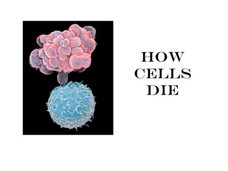 How cells die. Two ways that cells die Death by injury Death by suicide.