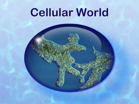 Cellular World. The Three Domains EukaryaArchaeaBacteria Kingdoms: Animalia Plantae Fungi Protista Kingdoms: Animalia Plantae Fungi Protista “Extremophiles”