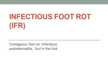 INFECTIOUS FOOT ROT (IFR) Contagious foot rot, Infectious pododermatitis, foul in the foot.