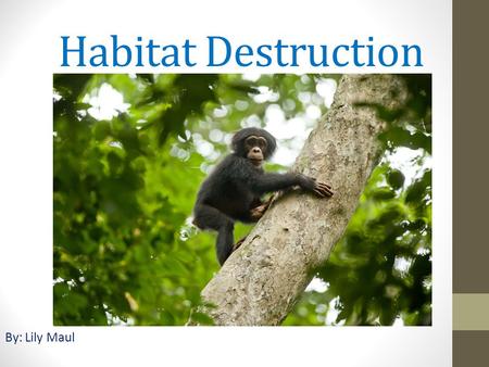 Habitat Destruction By: Lily Maul. What is this issue about? All over the world, animals are getting taken away from their habitats and put into zoo’s.