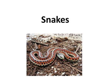 Snakes. Snakes are elongate, legless, carnivorous reptiles of the suborder Serpentes. Snakes are ectothermic, amniote vertebrates covered in overlapping.