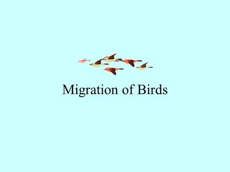 Migration of Birds. Report from Middle Creek Wildlife Area March 8, 2005 Snow Geese 115,000 - 120,000 Tundra Swans 4,100 - 4,300 Canada Geese 1,200.