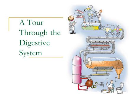 A Tour Through the Digestive System