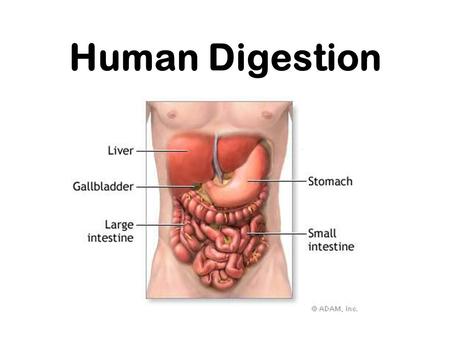 Digestion /sites/ /student_view0/chapter26/.  - ppt download
