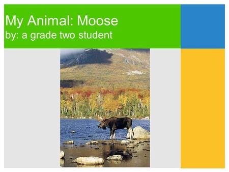 My Animal: Moose by: a grade two student. Moose belong in the Mammals Group.