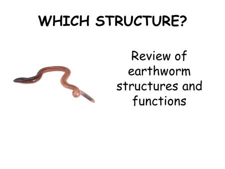WHICH STRUCTURE? Review of earthworm structures and functions.