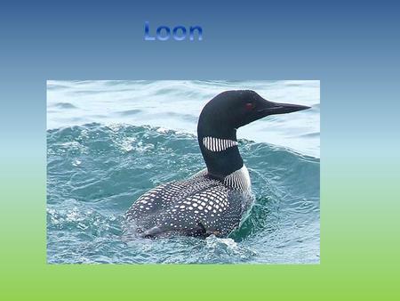 Our animal is called the loon and it is a bird. The loon has a long neck, black and white feathers, and red eyes, but only in the summer. They have.