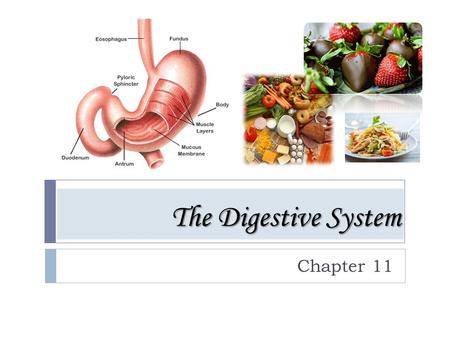 The Digestive System Chapter 11. The Digestive System The process of breaking down food into forms that the body can use.