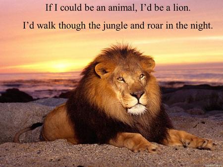 If I could be an animal, I’d be a lion. I’d walk though the jungle and roar in the night.