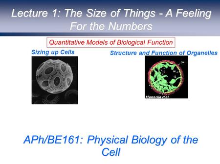 Structure and Function of Organelles Sizing up Cells Mannella et al. Theriot et al. Quantitative Models of Biological Function APh/BE161: Physical Biology.
