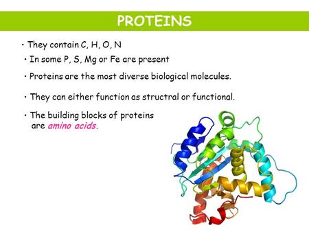 They contain C, H, O, N In some P, S, Mg or Fe are present Proteins are the most diverse biological molecules. They can either function as structral or.