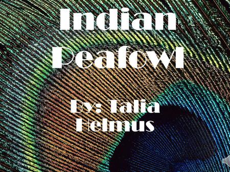 Indian Peafowl By: Talia Helmus.