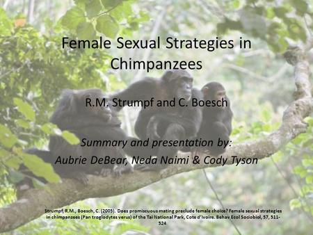 Female Sexual Strategies in Chimpanzees R.M. Strumpf and C. Boesch Summary and presentation by: Aubrie DeBear, Neda Naimi & Cody Tyson Strumpf, R.M., Boesch,
