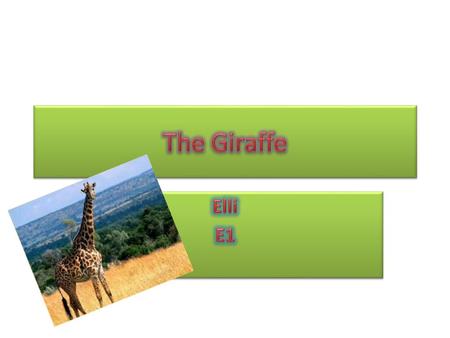 The Giraffe The giraffe is an African mammal. It is the tallest animal that lives on land. The average mass for an adult male giraffe is 1,200kg and the.