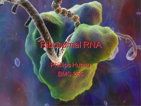 Ribosomal RNA Phillips Huang BMS 265. rRNA Nomenclature Named based on sedimentation rates, measured in Svedberg units (S) Larger sedimentation coefficients.