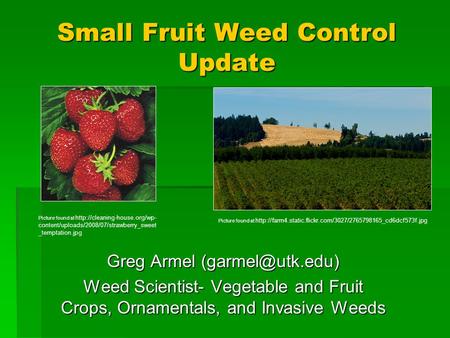 Small Fruit Weed Control Update Greg Armel Weed Scientist- Vegetable and Fruit Crops, Ornamentals, and Invasive Weeds Picture found at.