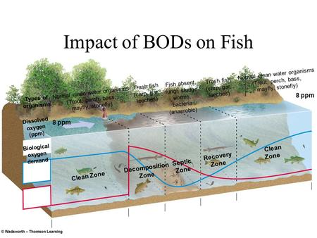Impact of BODs on Fish Types of organisms Dissolved oxygen (ppm) Biological oxygen demand Normal clean water organisms (Trout, perch, bass, mayfly, stonefly)