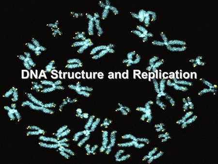 DNA Structure and Replication. Lifespan Gene In The News.