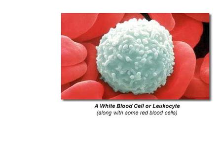 A White Blood Cell or Leukocyte (along with some red blood cells)