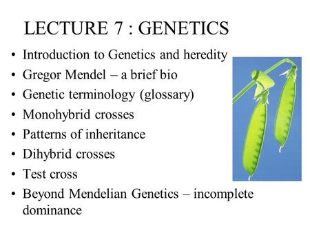 LECTURE 7 : GENETICS Introduction to Genetics and heredity Gregor Mendel – a brief bio Genetic terminology (glossary) Monohybrid crosses Patterns of inheritance.