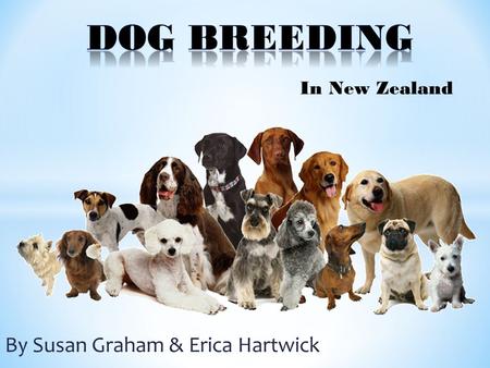 By Susan Graham & Erica Hartwick In New Zealand. How does it affect New Zealand? What is dog breeding? Issues & benefits with dog breeding.