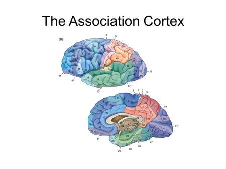 The Association Cortex. The Neocortex The Association Cortices (Brodmann’s Areas) space,time, motion, planning, decision making, emotional reactivity,