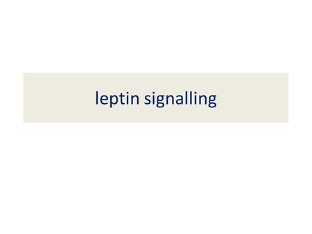 Leptin signalling.
