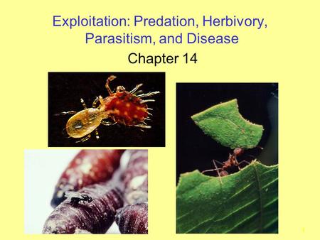 1 Exploitation: Predation, Herbivory, Parasitism, and Disease Chapter 14.