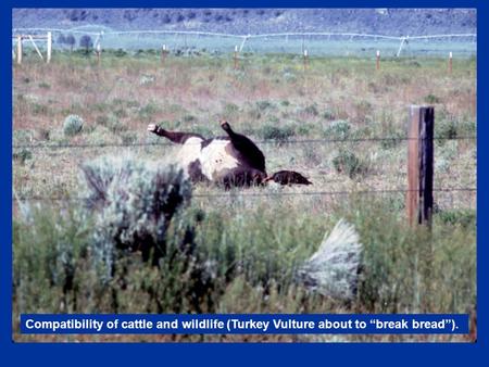 Compatibility of cattle and wildlife (Turkey Vulture about to “break bread”).